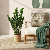 Zamioculcas ZZ et panier