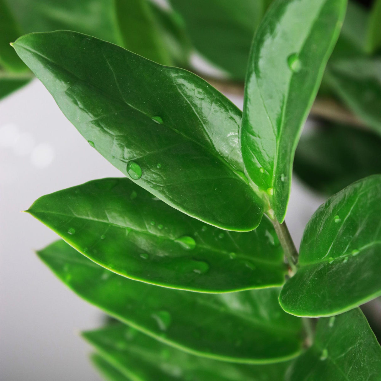 Livraison plante Zamioculcas ZZ et panier H85 cm