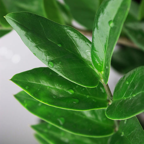 Livraison plante Zamioculcas ZZ et panier H85 cm