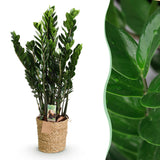 Livraison plante Zamioculcas ZZ et panier H85 cm