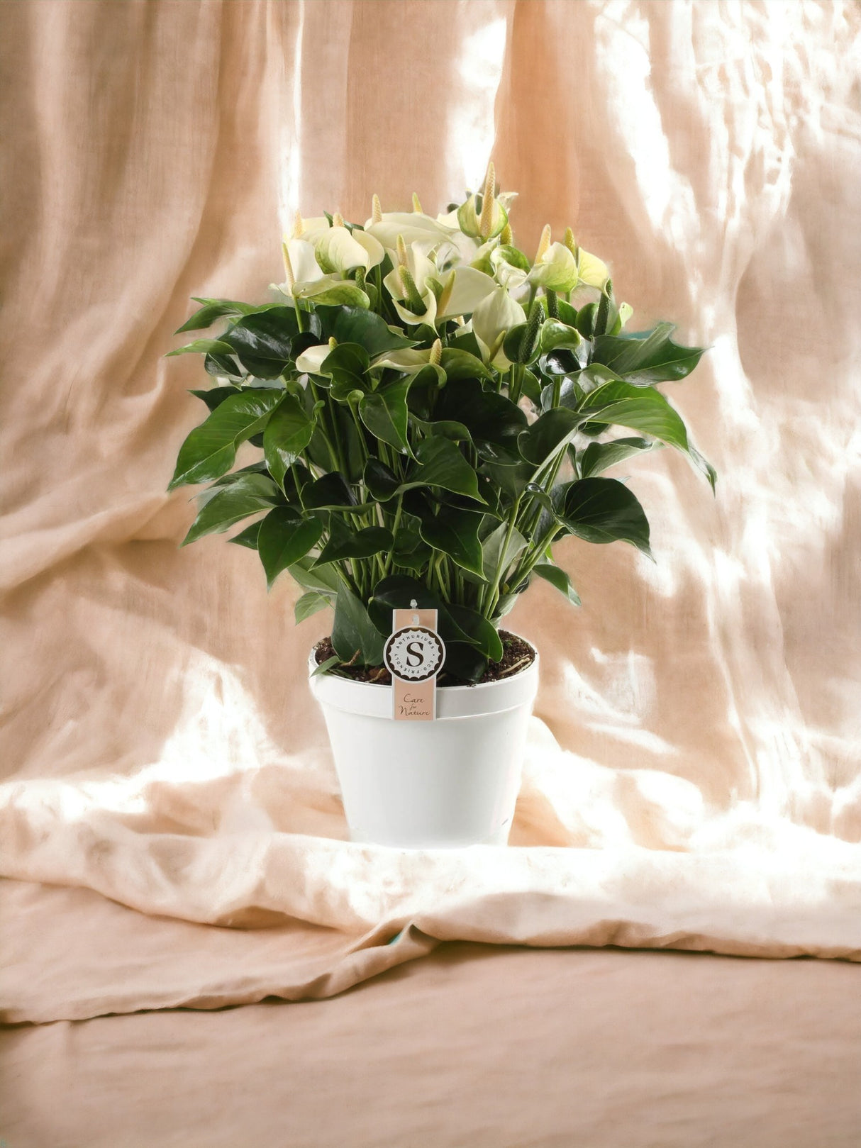 White flowering anthurium