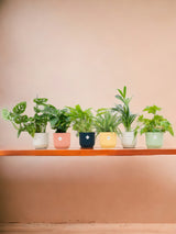Surprise box of 6 indoor plants and <tc>POTS</tc> colorful elho Ø14
