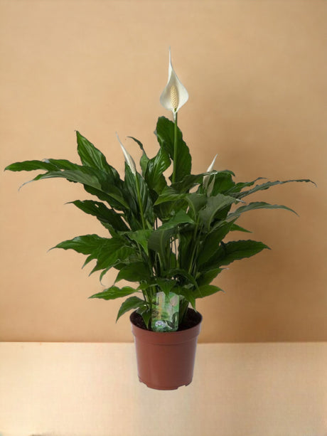Livraison plante Spathiphyllum 'Sweet Chico'