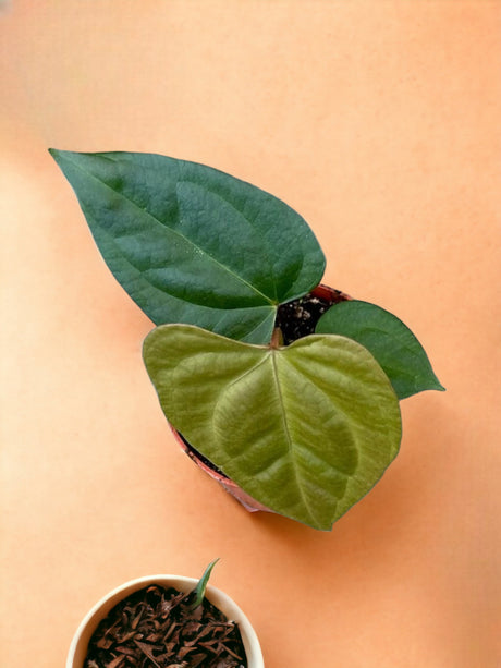 Livraison plante Anthurium Nigrolaminum Gigi X Forgetii 