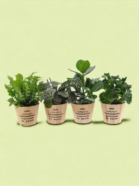 Livraison plante Box - 4 plantes d'intérieur cuisine