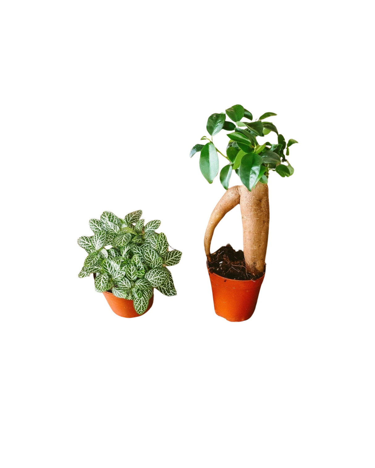 Kit Terrarium DIY 2 plantes - Fittonia