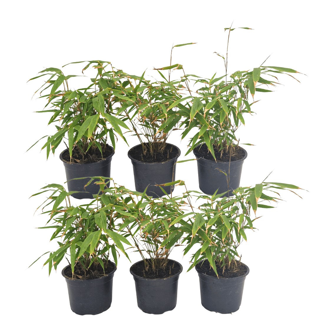 Fargesia Rufa set da 24 bambù - Ø13 cm - ↕25 cm - pianta da esterno