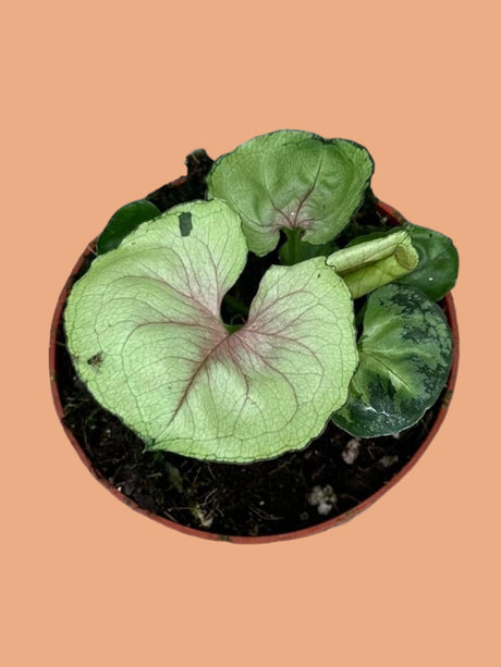 Livraison plante Syngonium Bob Allusion