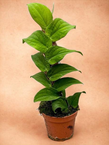 Livraison plante Rhaphidophora Korthalsii 
