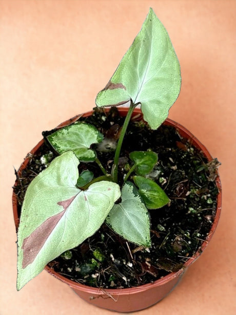 Livraison plante Syngonium Strawberry Milk 