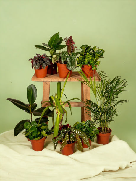Livraison plante Box - 10 plantes d'intérieur dépolluantes