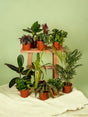 Livraison plante Box - 10 plantes d'intérieur dépolluantes