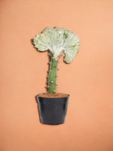 Euphorbia lactea Cristata hvid