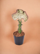 Euphorbia lactea Cristata rossa