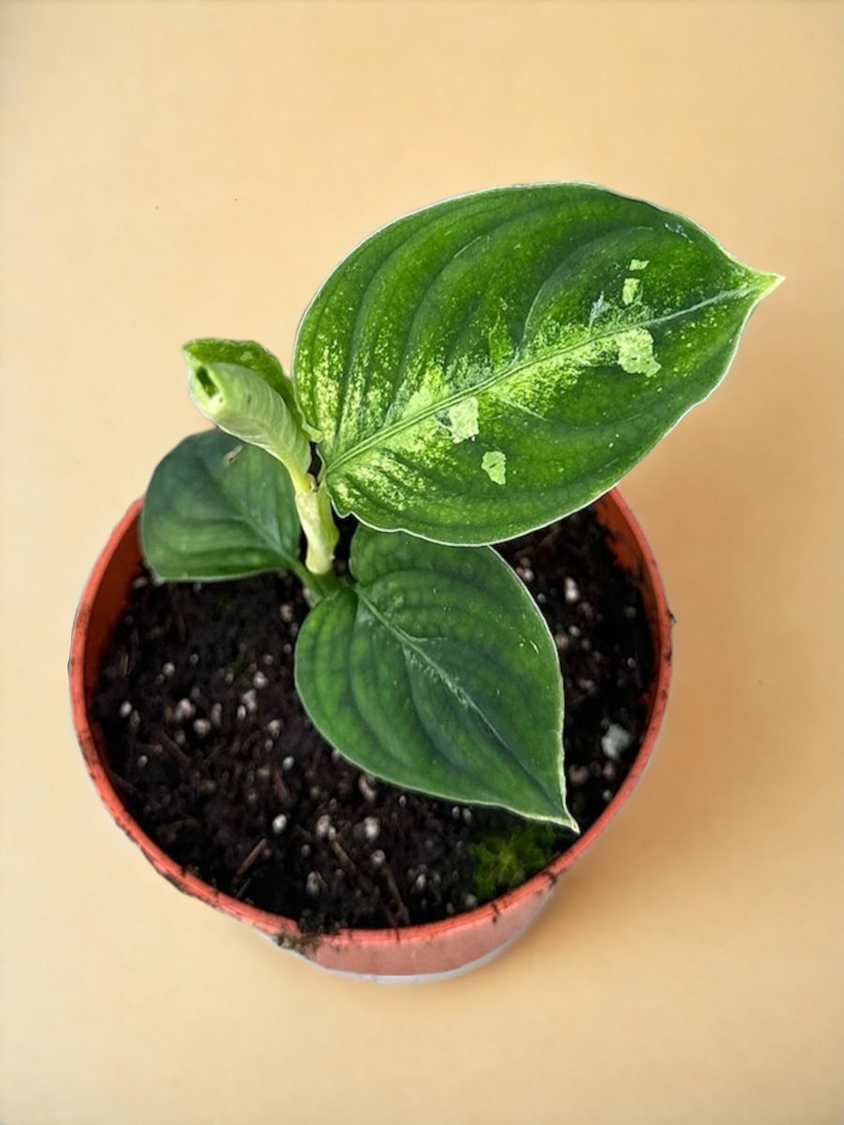 Livraison plante Aglaonema Pictum Bicolor