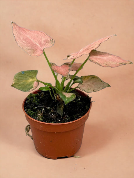Livraison plante Syngonium Pink Perfection