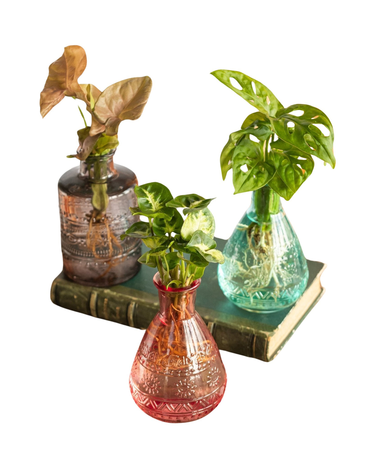 Trio de mini plantes d'intérieur en hydroculture sans entretien – La Green  Touch