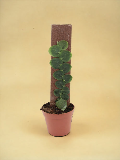Livraison plante Rhaphidophora Celatocaulis