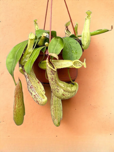 Livraison plante Nepenthes Monkey Jars Mojito 
