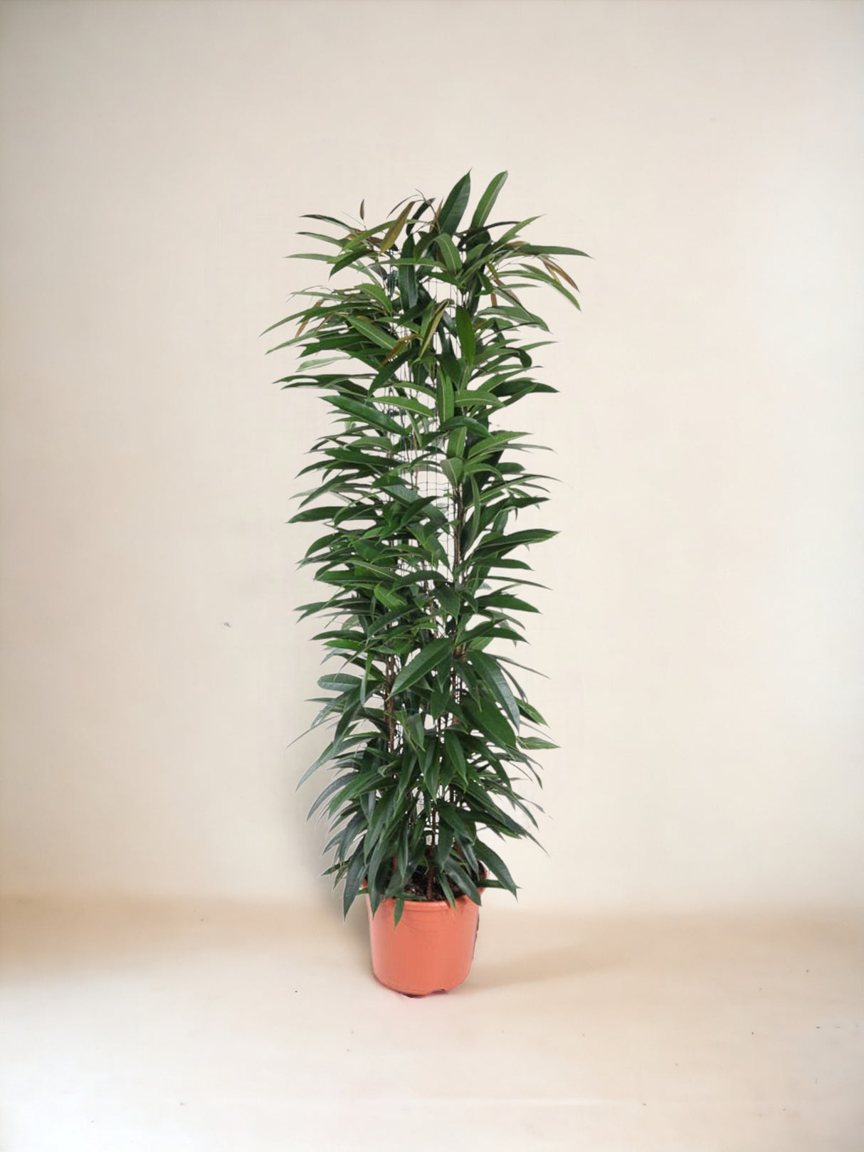 Ficus Alii King - 150 cm - ø29