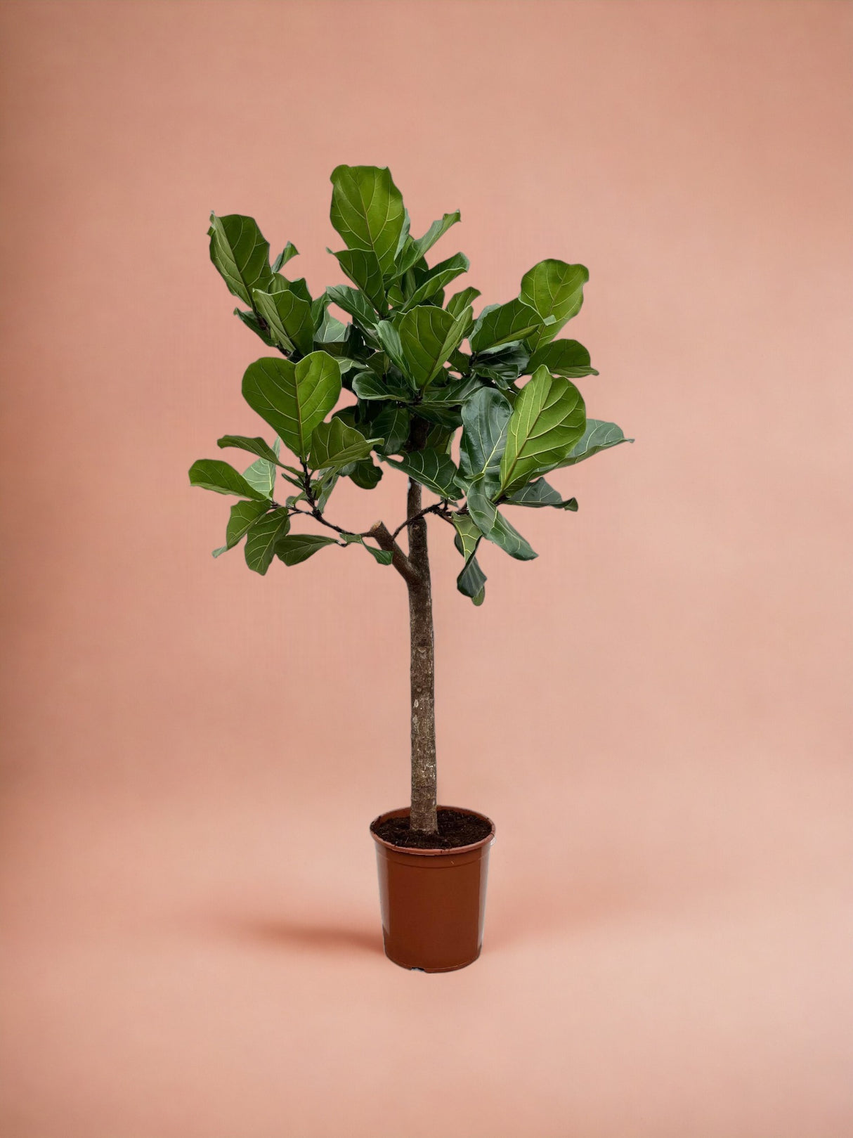 Ficus Lyrata boom - 160 cm - ø30
