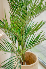 Areca - Palmier artificiel