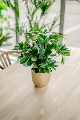 Kunstplant Baby Schefflera 45 cm