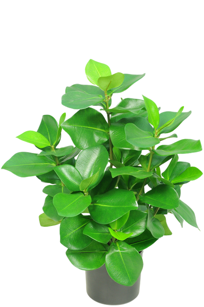 Clusia - Plante verte artificielle