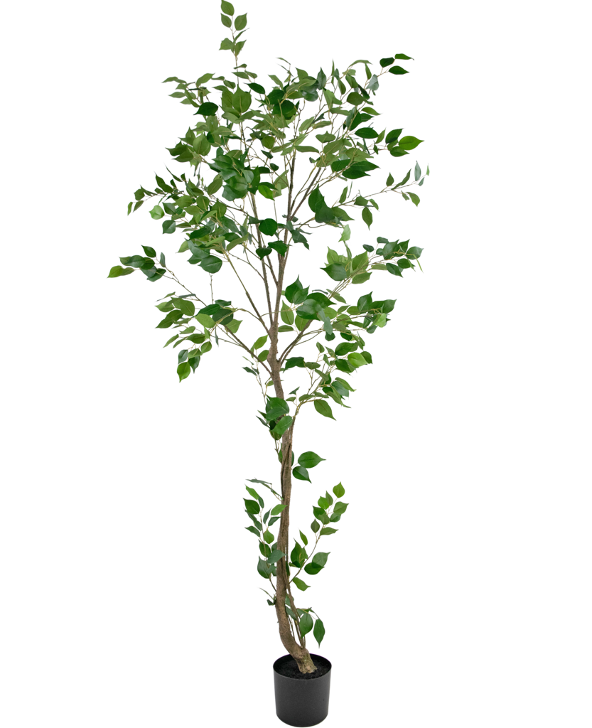 Ficus artificiel