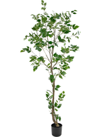 Ficus artificiel