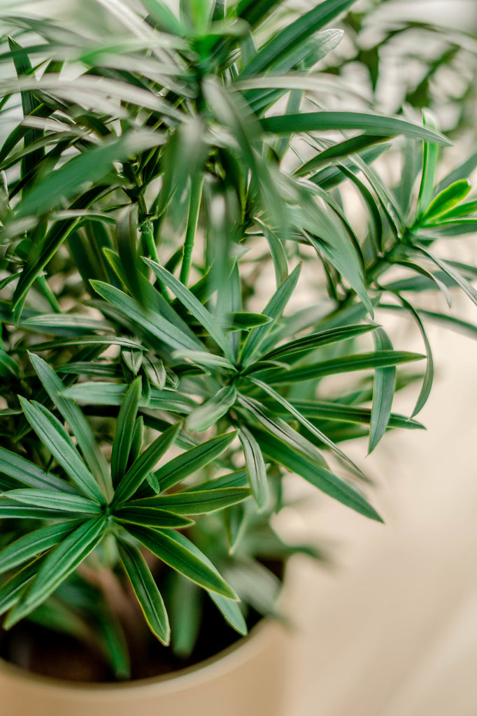 Podocarpus - Plante verte artificielle