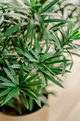 Podocarpus - Plante verte artificielle