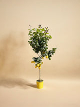Citronnier (Citrus Limon) 'Citrus Limon'
