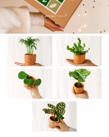 Haustierfreundliche Box – 5 Babypflanzen