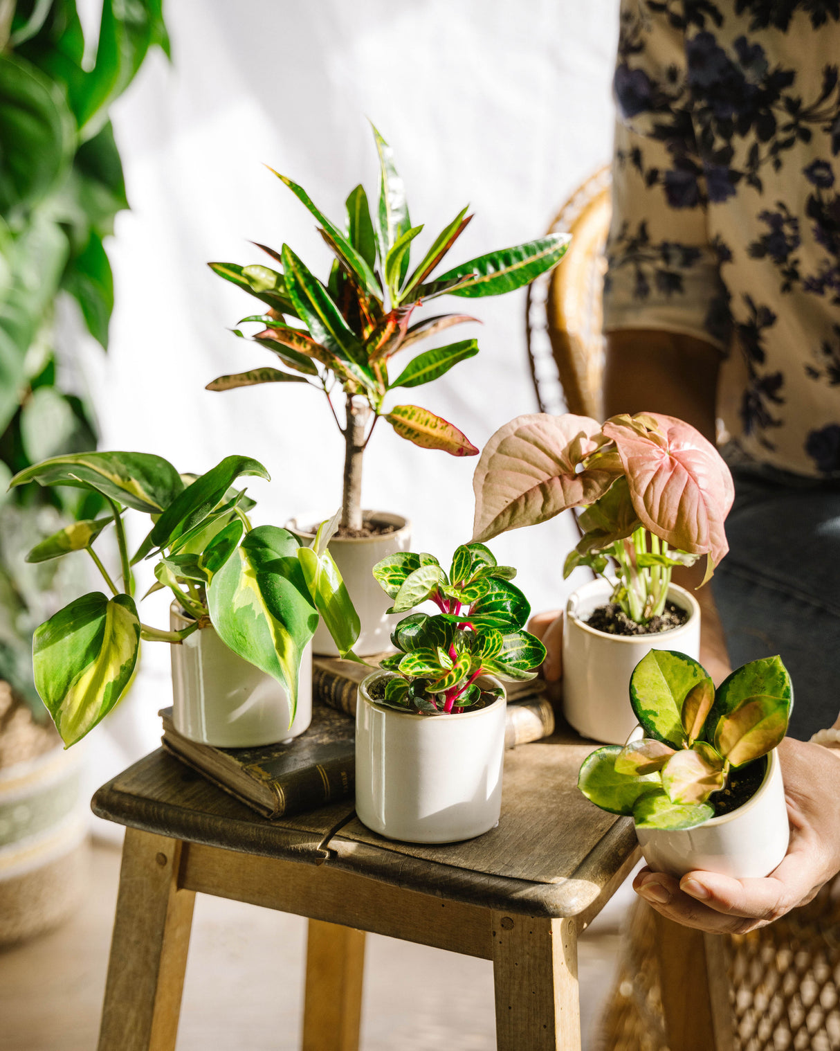 Offrir une plante d'intérieur – La Green Touch