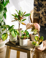 Caja regalo de plantas perfecta - Trío de plantas baby