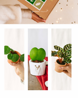 Coffret Perfect plant gift - Trio de Baby plantes