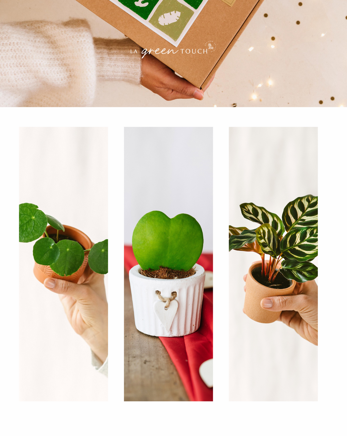 Perfekte Pflanzen-Geschenkbox – Babypflanzen-Trio