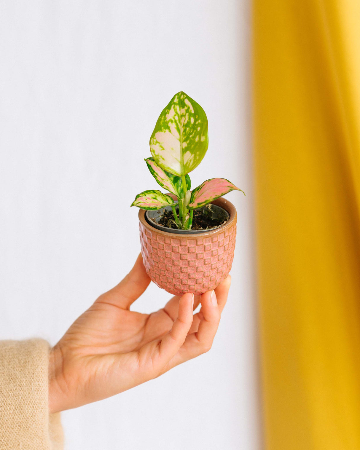 Coffret Pink is the new green - Trio de Baby plantes