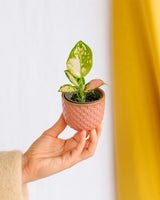 Pink es la nueva caja verde - Trío de plantas bebés