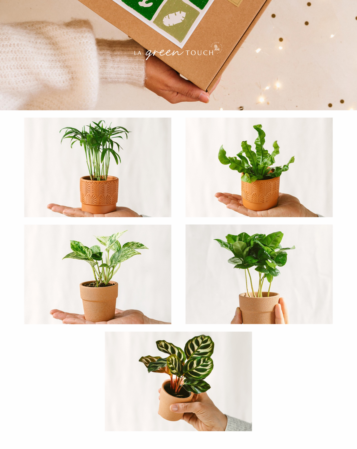 Purifying Box - 5 Baby plants