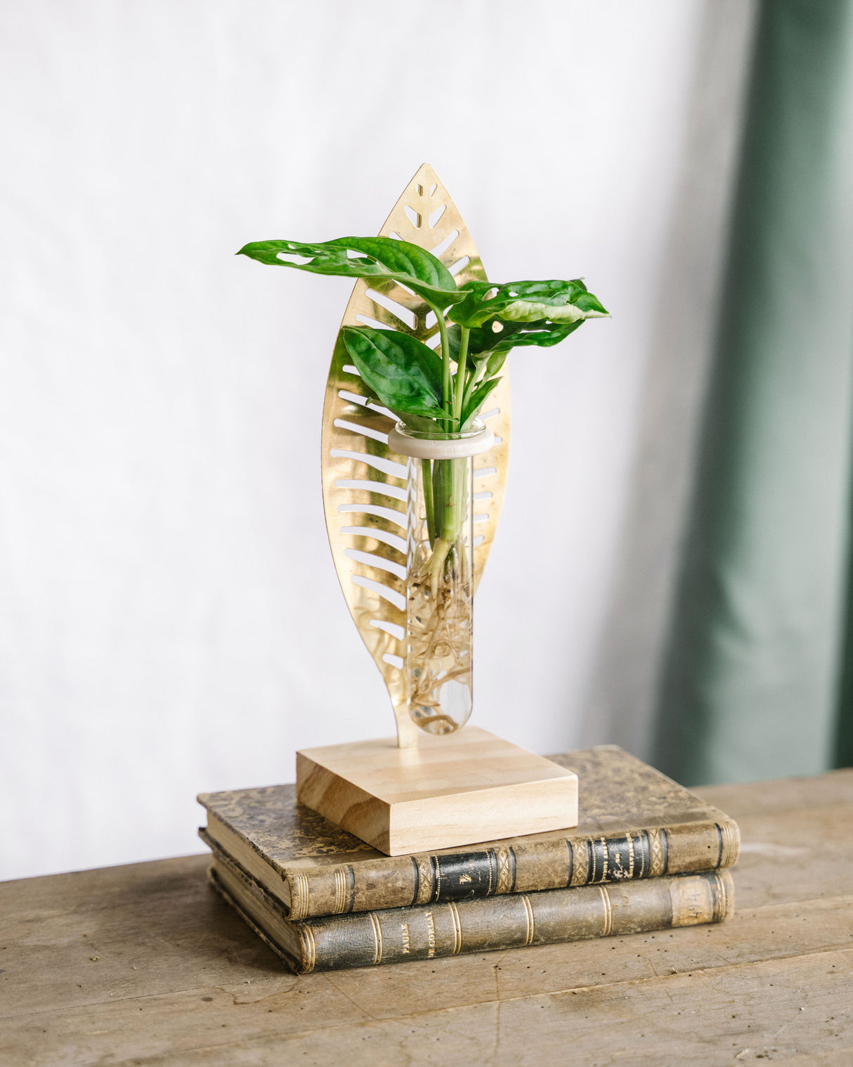 Monstera cutting and its golden leaf