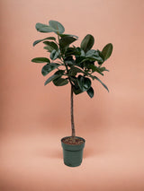 Ficus Elastica Robusta stamme - 130 cm - ø24