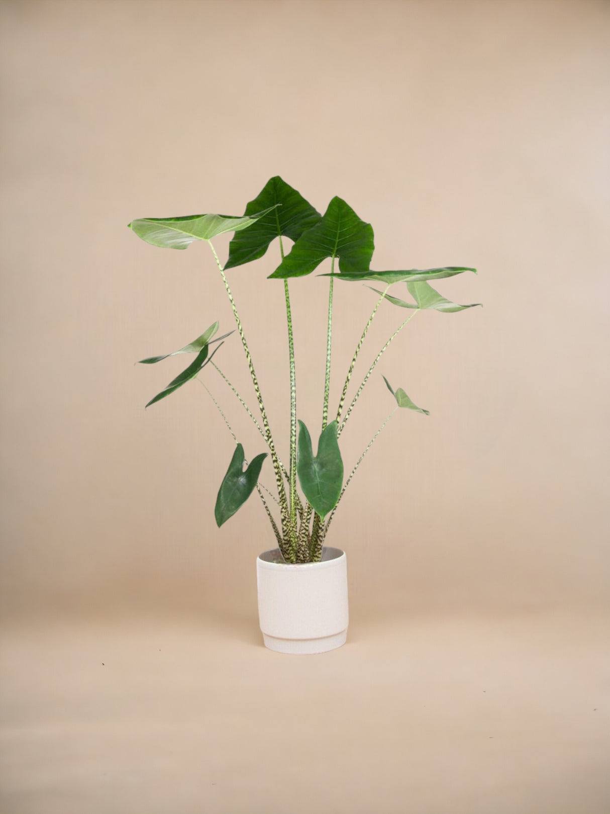 Alocasia Zebrina h130cm - grande plante