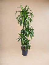Giostra Dracaena Hawaiiana - 150 cm - ø31