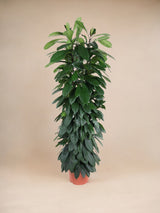 Ficus Cyatistipula – 150 cm – ø29