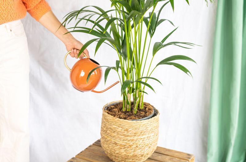KENTIS - Alocasia Plante Hydroponique - Cucullata Alocasia dans un Élégant  Vase en Verre - Hydroculture - Vraies Plantes d'Intérieur - H 30-40 cm Pot  de Ø 12 cm : : Jardin