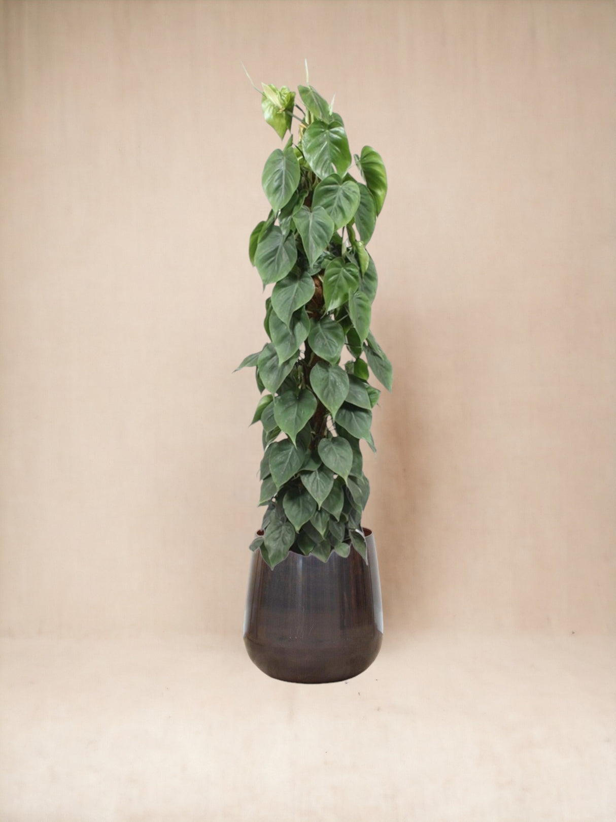 Philodendron Scandens h150cm
