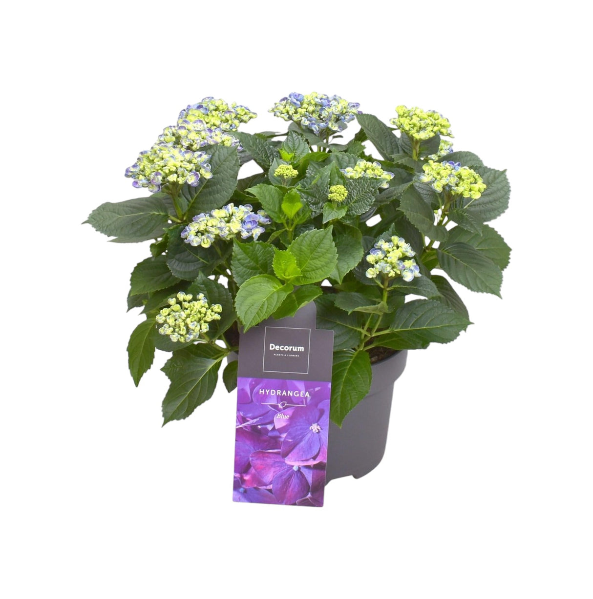 Hortensia curly parme 9 - 15 têtes - plante fleurie d'extérieur