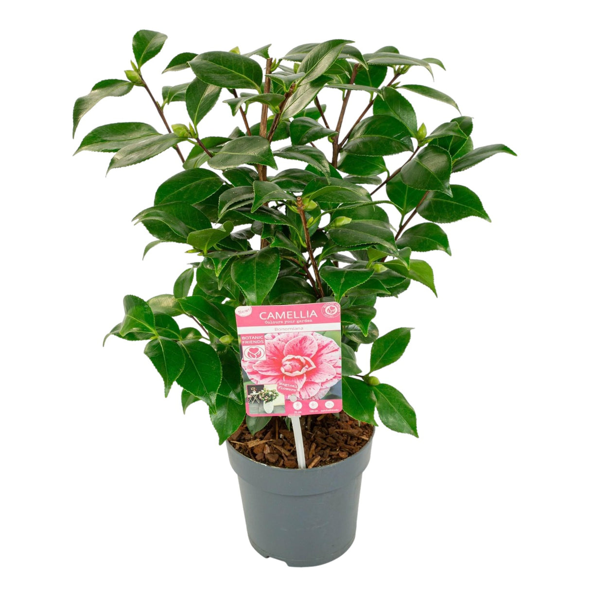 Camellia Japonica Bonomiana - arbuste fleuri d'extérieur